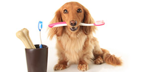 dog teeth cleaning Gilbert